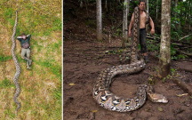 uzunluguna-gore-ginnesin-rekordlar-kitabina-dusdu