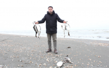 xezerin-sahilinde-minlerle-olu-qus-tapildi