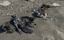 lenkeranda-quslar-kutlevi-sekilde-olur