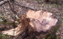 tebiete-6-min-manata-yaxin-ziyan-vuruldu