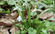 yagisa-qara-baxmayaraq