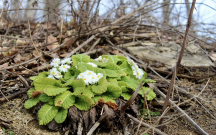 sabah-21-isti-olacaq