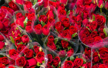 Həmin mal əslində Niderlanddan gətirilmiş qızılgül olub...