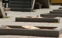 bakida-agaclari-kim-kesib