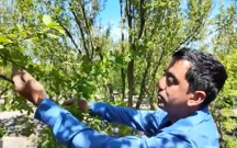 Bu il bazarlarda alça tapılmayacaq?