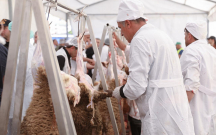 Qurbanlıqları bu ünvanlardan ala bilərsiniz