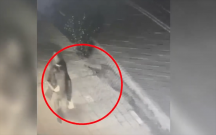 70 minlik qızıl oğurladığı evin sahibinin gödəkçəsini geyinib qaçdı