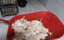 Toyuqları belə şəraitdə kəsib satışa çıxarırmışlar
