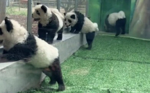 cinde-zooparkda-itleri-panda-kimi-boyadilar