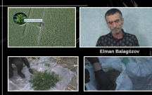 qargidali-sahesinde-185-cetene-kolu-ekib