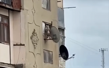 Bakıda iti pəncərədən atan şəxsə
