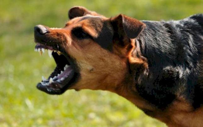 6 yaşlı uşağı it dişlədi