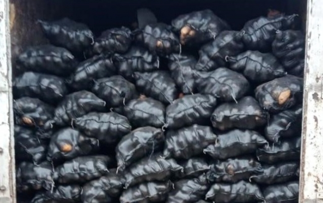 İrandan gətirilən 71 ton kartofda zərərli orqanizm aşkarlandı