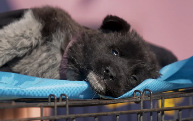 abs-de-500-den-cox-heyvan-tustuden-telef-oldu