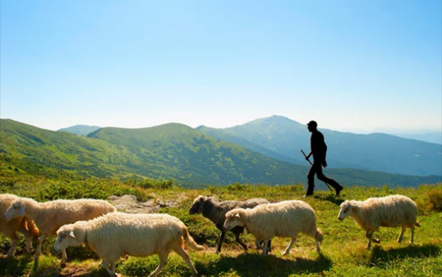 dagda-mal-qara-otararken-oldu