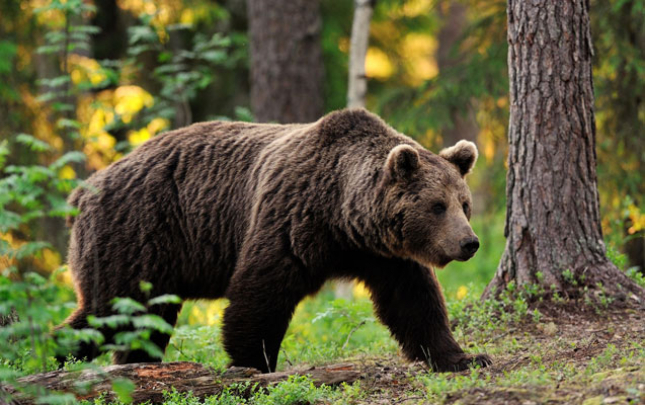 ayi-abs-herbcilerine-hucum-etdi