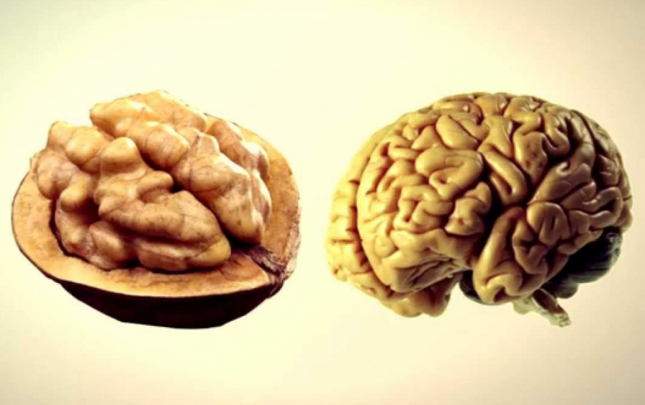 bu-qidalar-orqanlarimizin-ekizidir