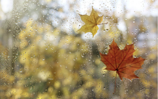 sabah-da-yagis-yagacaq