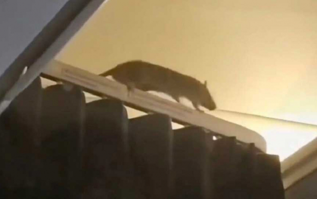 teyyareye-sican-girdi-36-saat-axtardilar