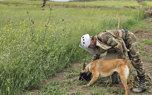 minatemizlemede-heyvanlardan-istifade-qaydasi-mueyyenlesir