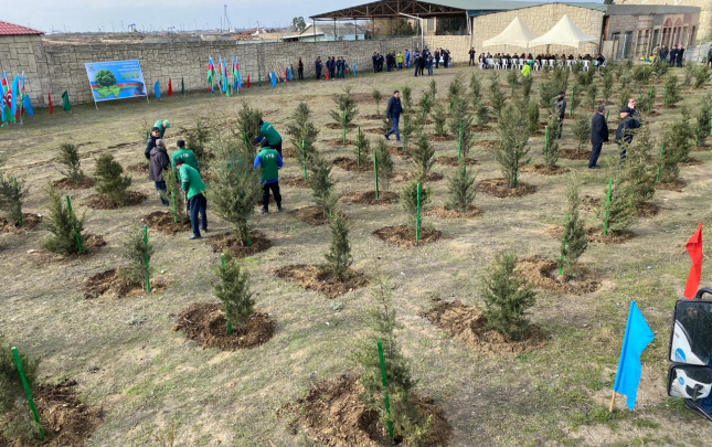 xezer-rayonunda-novbeti-agacekme-aksiyasi