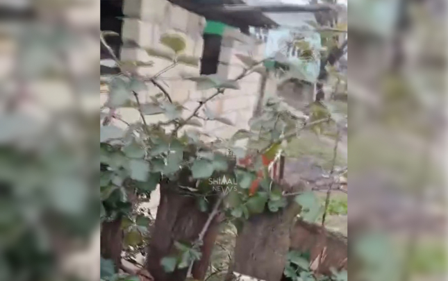 ev-sahibini-oldurub-ustunde-it-dami-tikdi