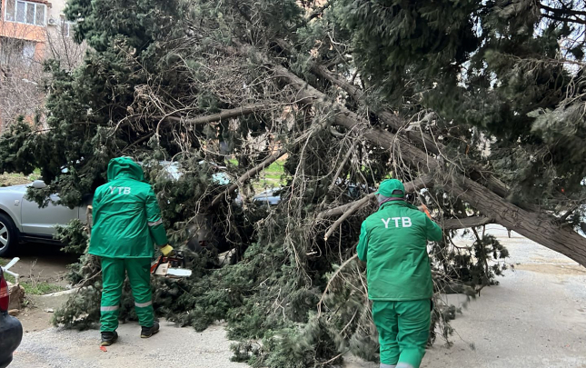 bakidaki-guclu-kulekde-19-agac-qirildi