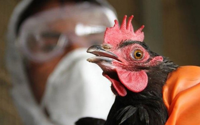 qus-qripi-ve-nyukasl-xesteliyi-ile-bagli-muayine-neticeleri