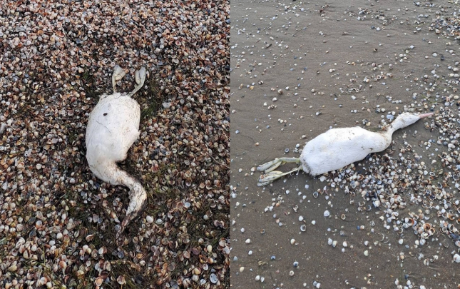 sixda-col-quslari-telef-oldu