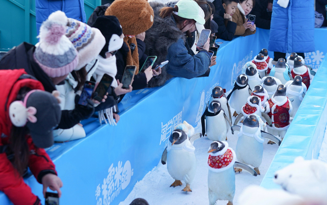 cinde-pinqvinlerin-paradi