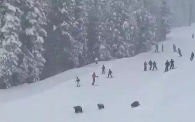 xizek-yolunda-3-ayi-peyda-oldu