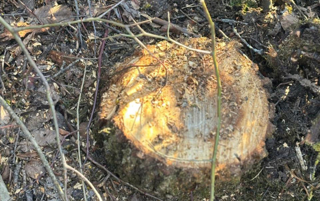 40-agaci-kesdiyine-gore-cinayet-isi-basladi