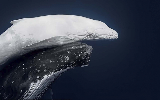 hemin-fotoya-gore-boyuk-mukafati-qazandi