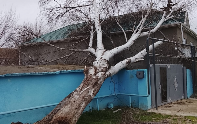 bilesuvarda-guclu-kulek-fesadlar-yaradib