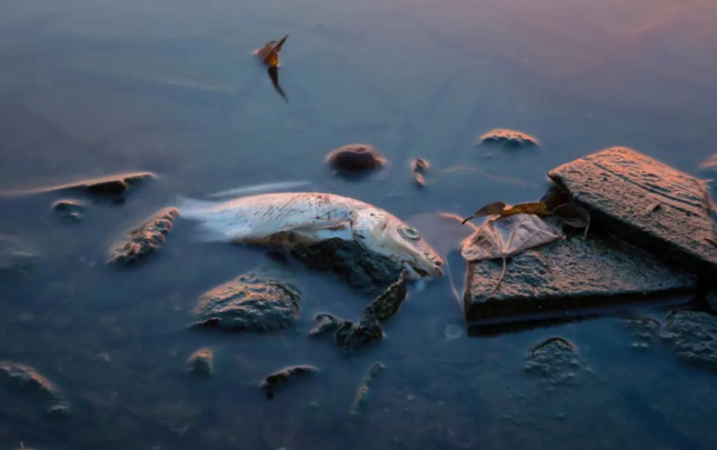 bu-olkede-baliq-yemek-qadagan-edildi