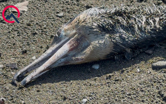 quslarin-kutlevi-olumu-arasdirilir