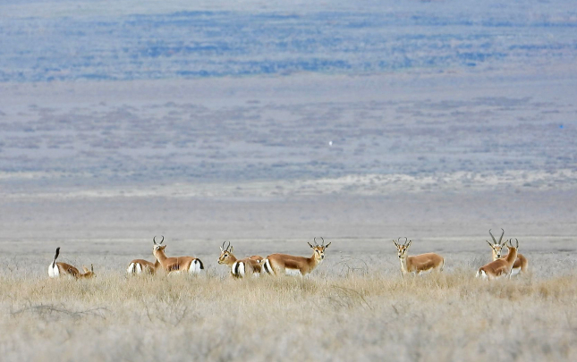 axar-baxardaki-ceyranlarin