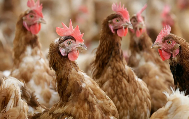 insanlarda-qus-qripinin-bu-novune-yoluxma-oldu