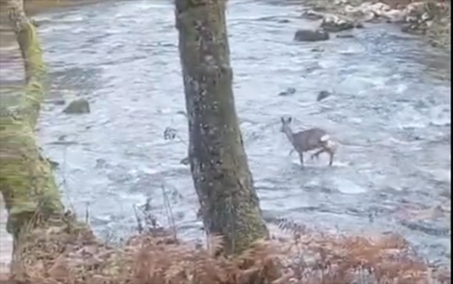 bu-goruntuler-sakitlesdirir