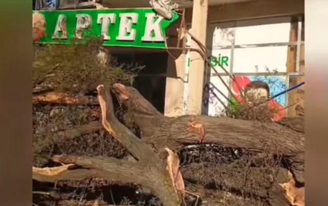 mingecevirde-agac-asdi