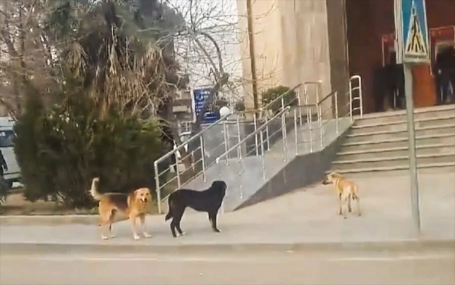 15-gunde-26-neferi-it-disleyib