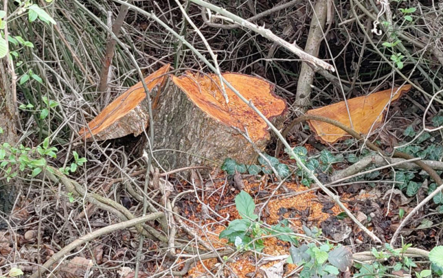 30-eded-qizilagac-kesildi