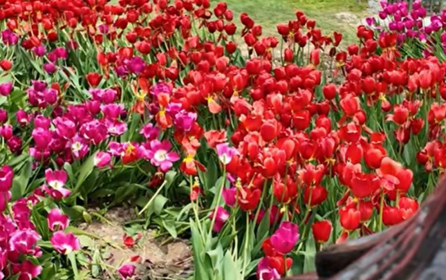 bulvarda-ekilen-gulleri-kim-bu-hala-salib