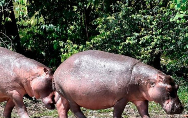 pablo-eskobarin-begemotlari-oldurulecek