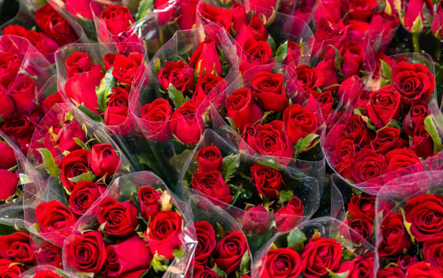 hemin-mal-eslinde-niderlanddan-getirilmis-qizilgul-olub