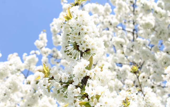 baglarin-cicekli-donlari