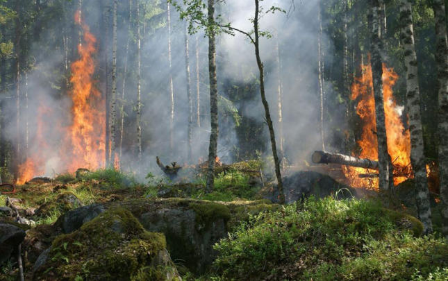 bu-usulla-mese-yanginlarini-vaxtinda-askar-edecekler
