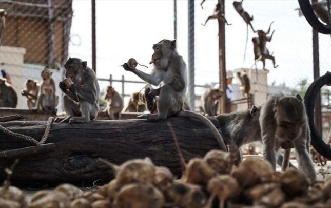 zooparkdan-qacan-meymunlar-seheri-bir-birine-qatdi