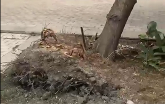 bakida-agac-kokunden-cixdi