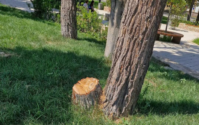 Gəncədə parkda 12 ağac niyə kəsilib?